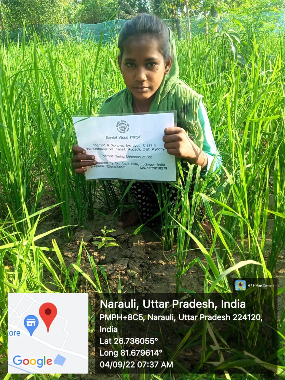 Sandalwood (चन्दन) Tree Taken Care By: Jyoti