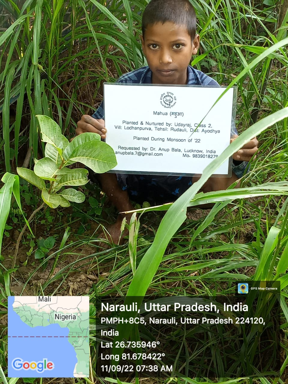 Mahua (महुआ) Tree Taken Care By: Udayraj