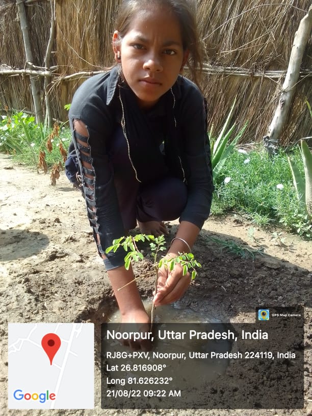 Gooseberry Phyllanthus Emblica (आंवला) Tree Taken Care By: Khushbu