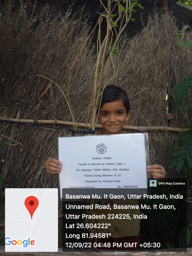 Mulberry (शहतूत) Tree Taken Care By: Sonavi