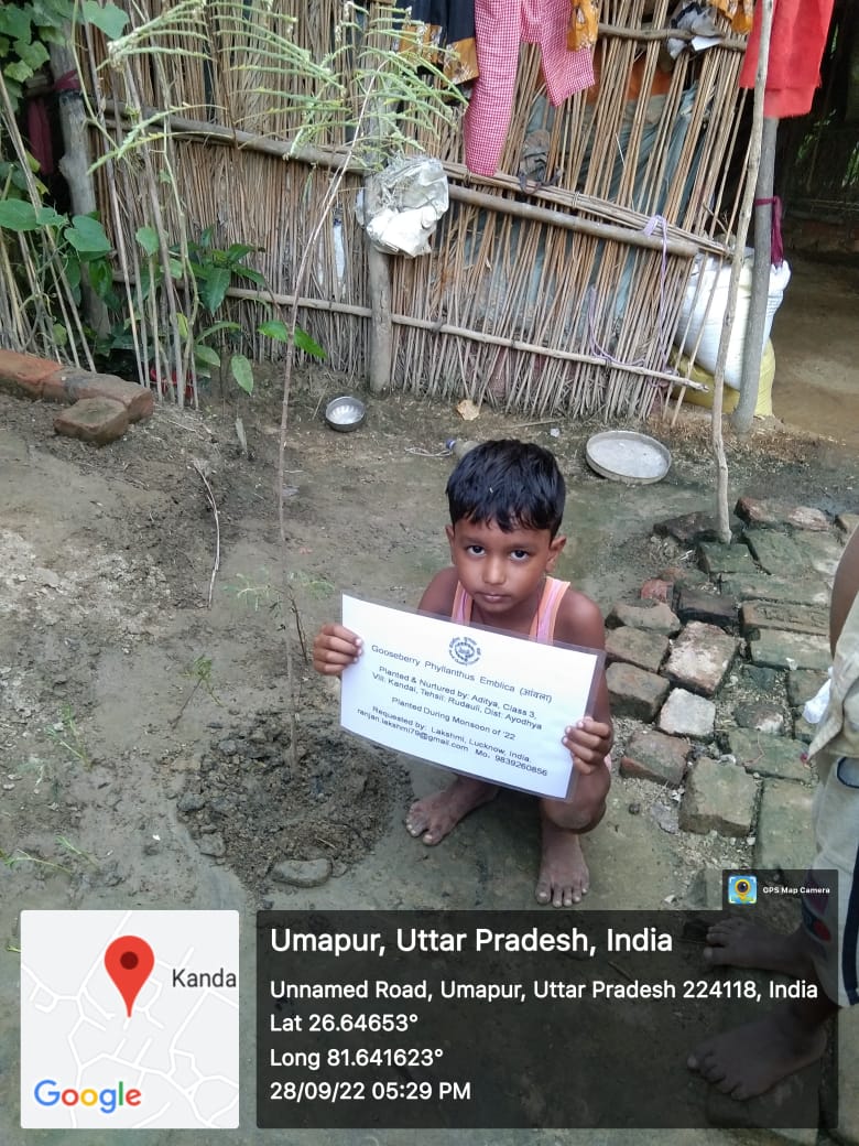 Gooseberry Phyllanthus Emblica (आंवला) Tree Taken Care By: Aditya