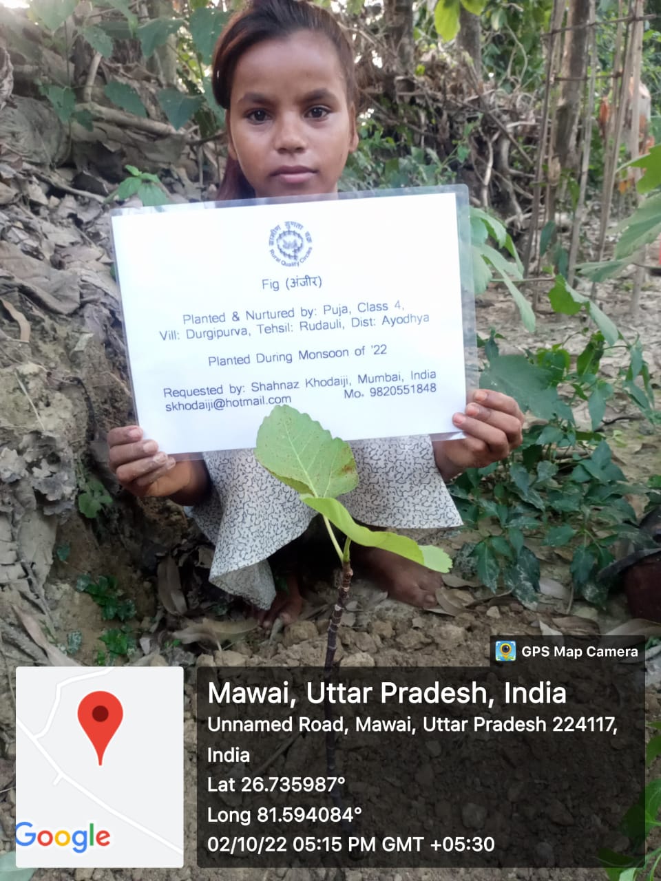 Fig (अंजीर) Tree Taken Care By: Puja