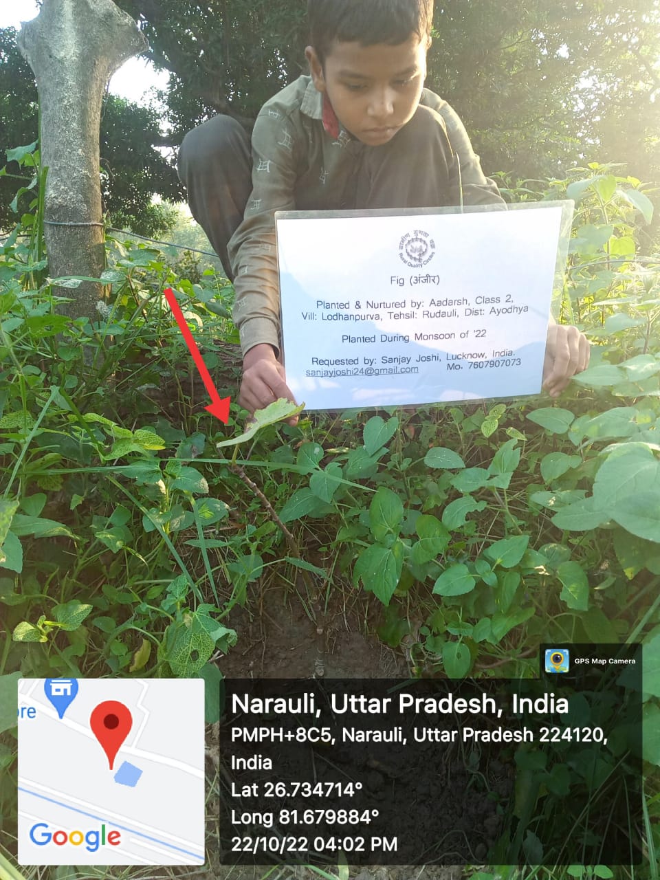 Fig (पाकड़) Tree Taken Care By: Aadarsh