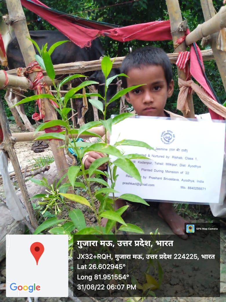 Night Jasmine (रात की रानी) Tree Taken Care By: Rishab