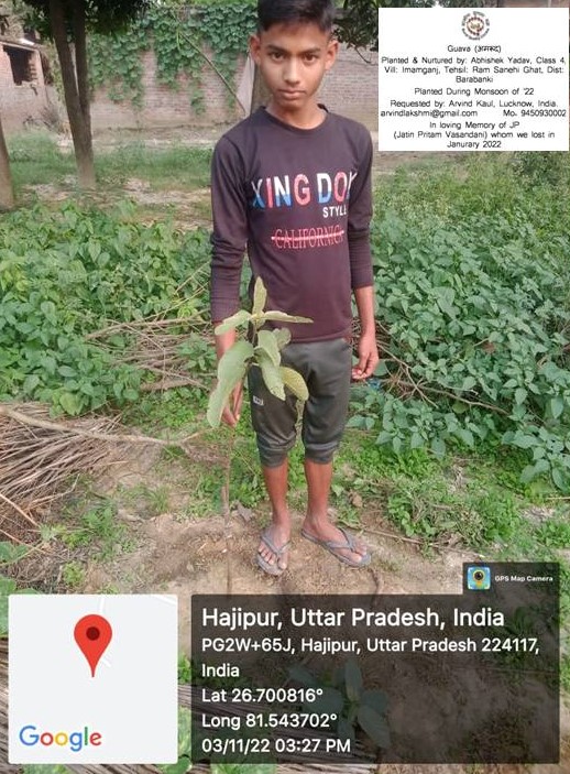 Guava (अमरूद) Tree Taken Care By: Abhishek yadav