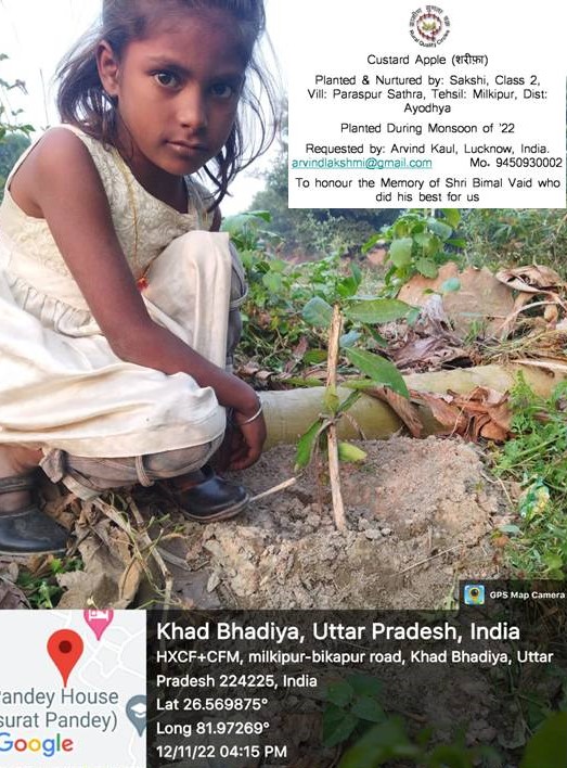 Custard Apple (शरीफा) Tree Taken Care By: Sakshi