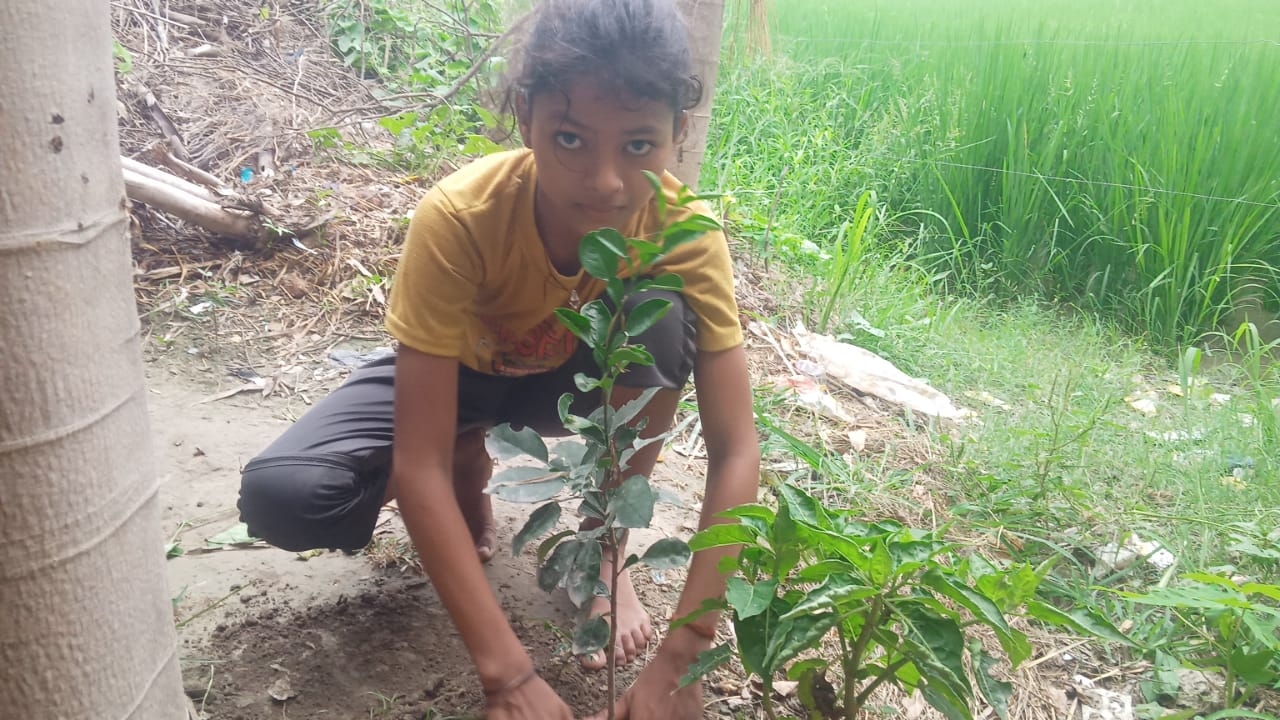 Grapefruit (चकोतरा) Tree Taken Care By: Madhu