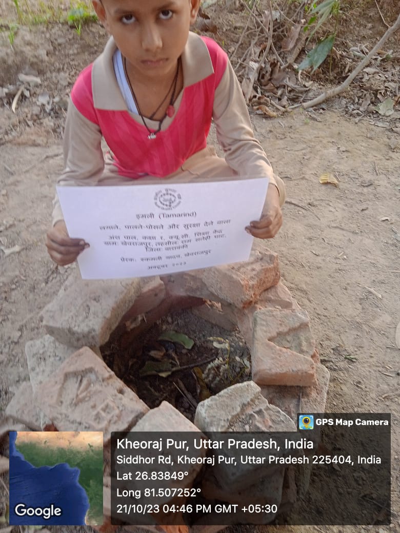 Tamarind (इमली) Tree Taken Care By: Ansh Pal