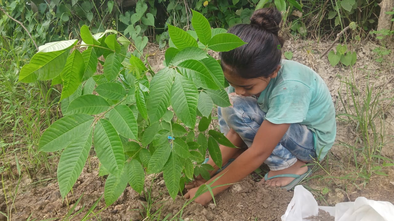 Amar (अमर) Tree Taken Care By: Ritu