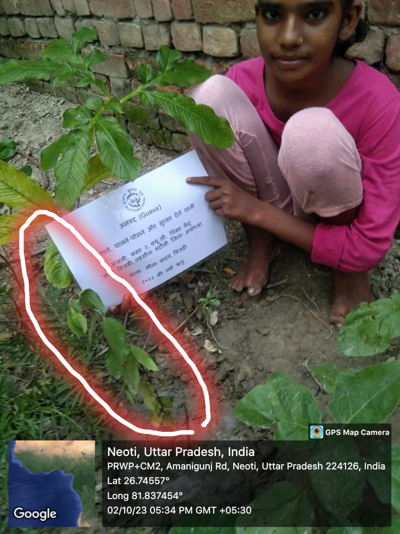 Guava (अमरूद) Tree Taken Care By: Anjali