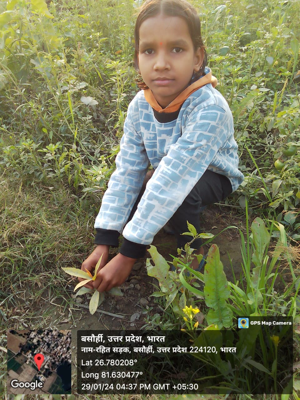 Blackberry (जामून) Tree Taken Care By: Priyanshi Yadav