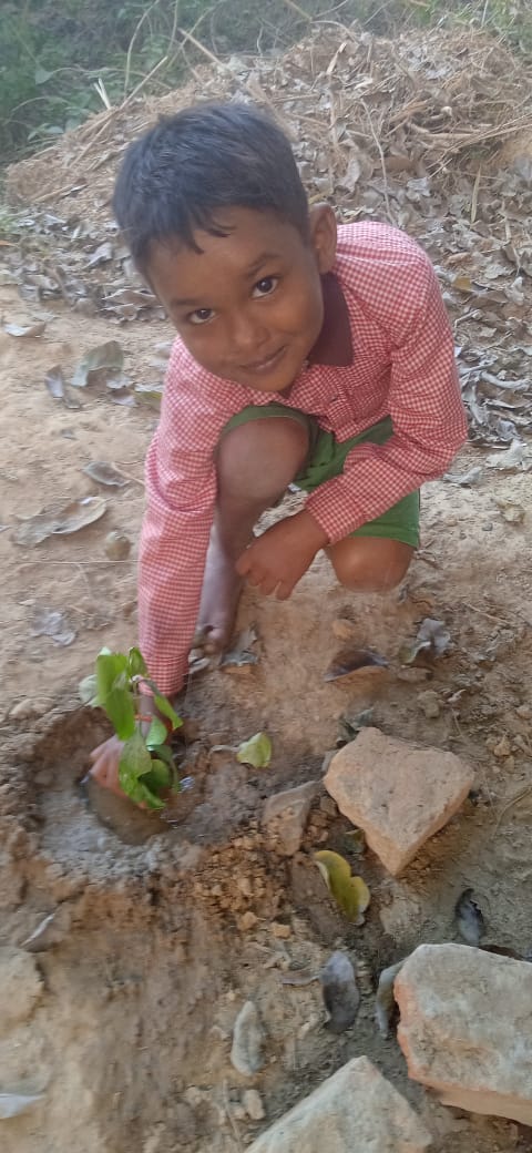 Blackberry (जामून) Tree Taken Care By: Samar Yadav