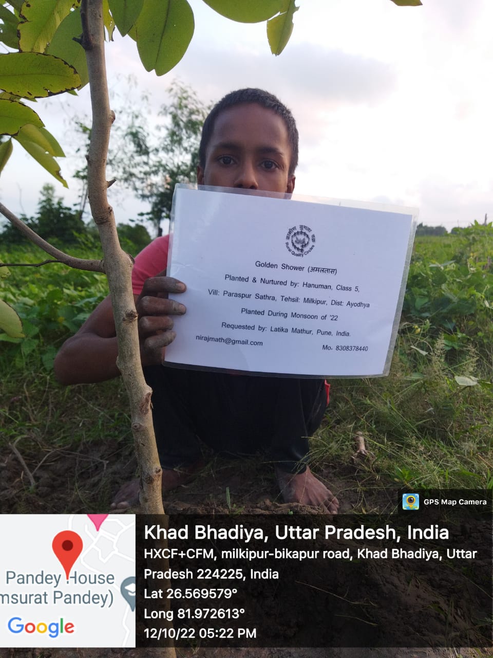 Golden Shower (अमलतास ) Tree Taken Care By: Hanuman