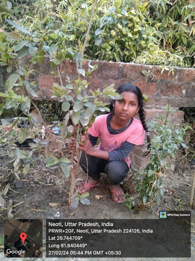 Guava (अमरूद) Tree Taken Care By: Kriti