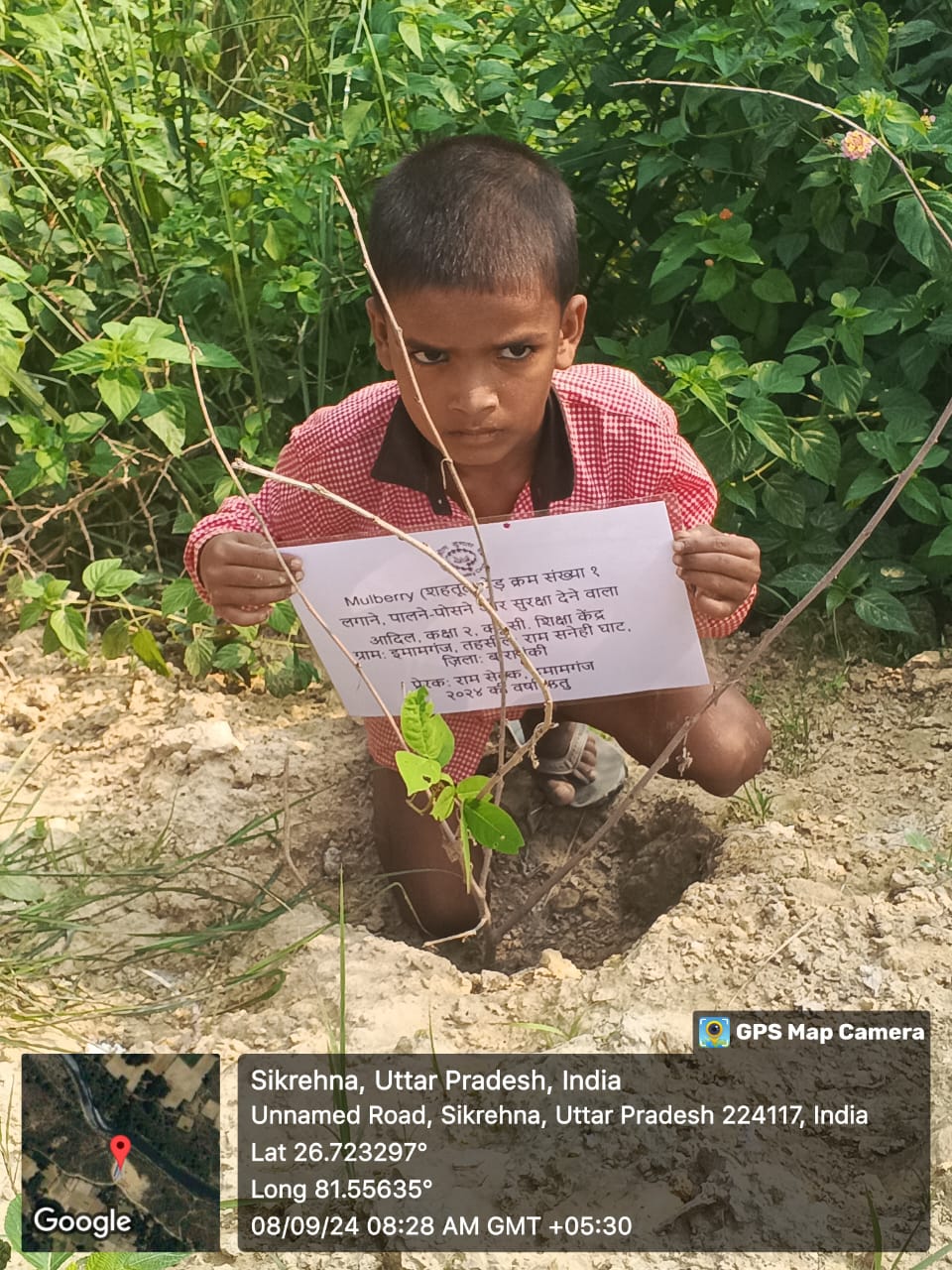Mulberry (शहतूत) Tree Taken Care By: Adil