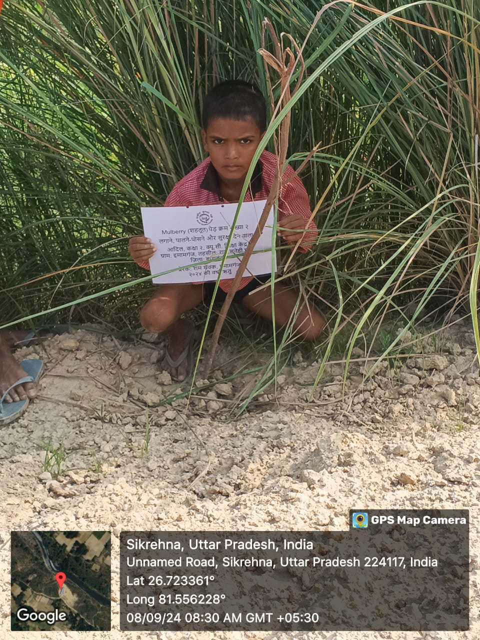 Mulberry (शहतूत) Tree Taken Care By: Adil