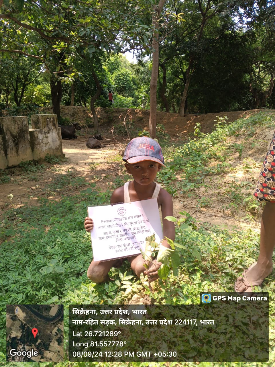 Peepal (पीपल) Tree Taken Care By: Akshara