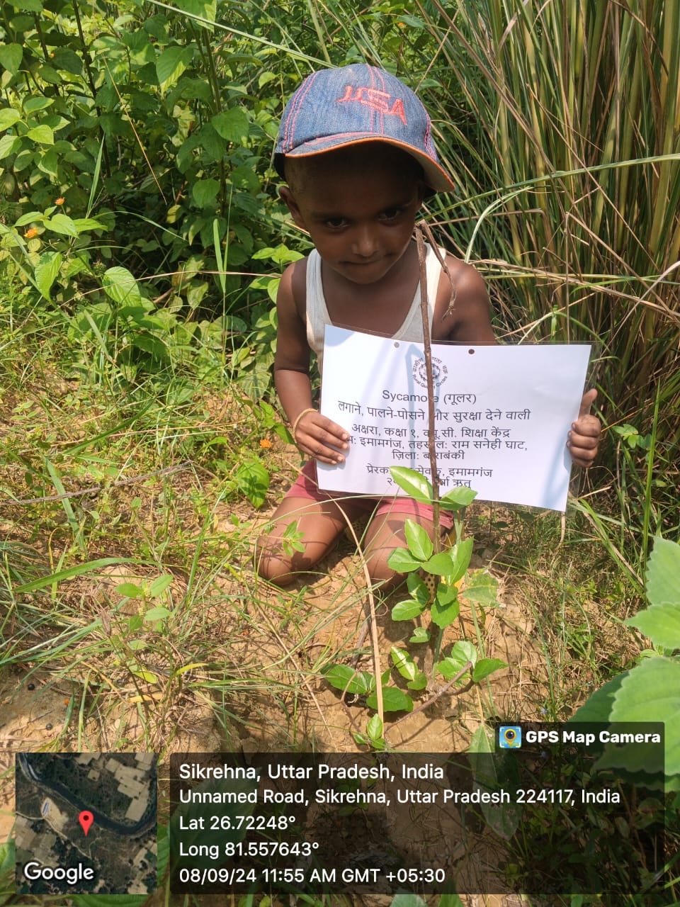 Sycamore (गूलर) Tree Taken Care By: Akshara
