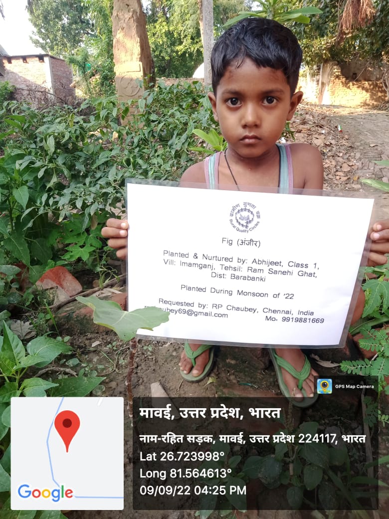 Fig (पाकड़) Tree Taken Care By: Abhijit