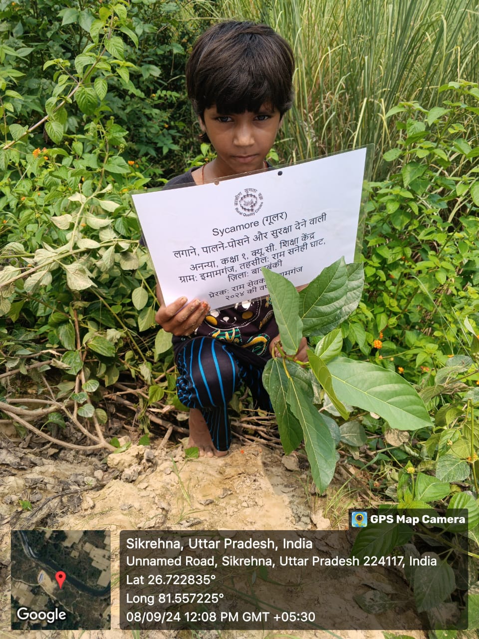 Sycamore (गूलर) Tree Taken Care By: Ananya