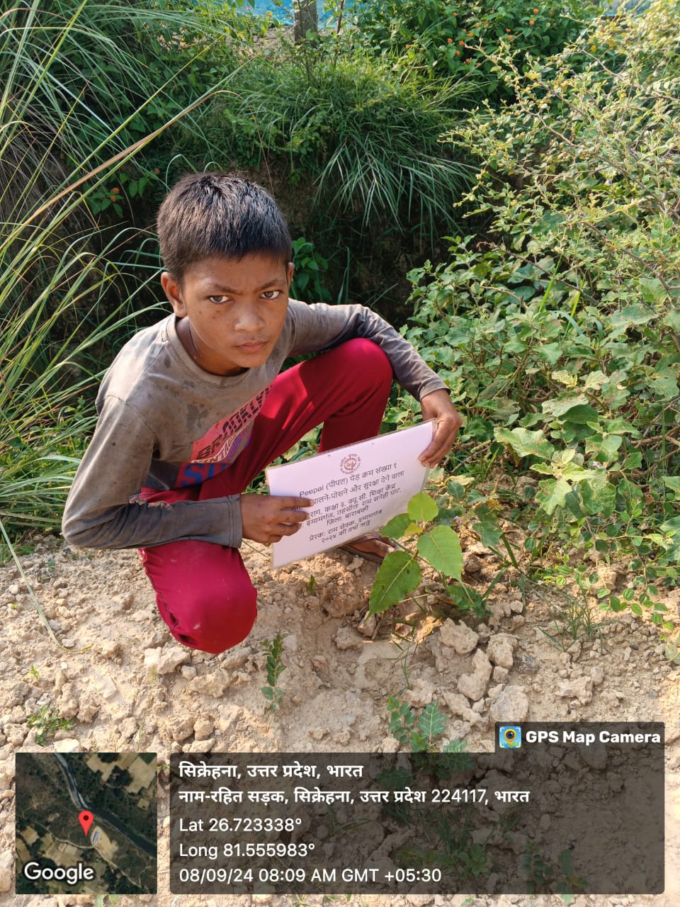 Peepal (पीपल) Tree Taken Care By: Anurag