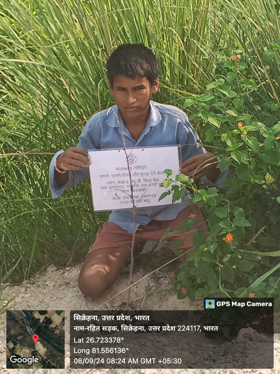 Mulberry (शहतूत) Tree Taken Care By: Arun