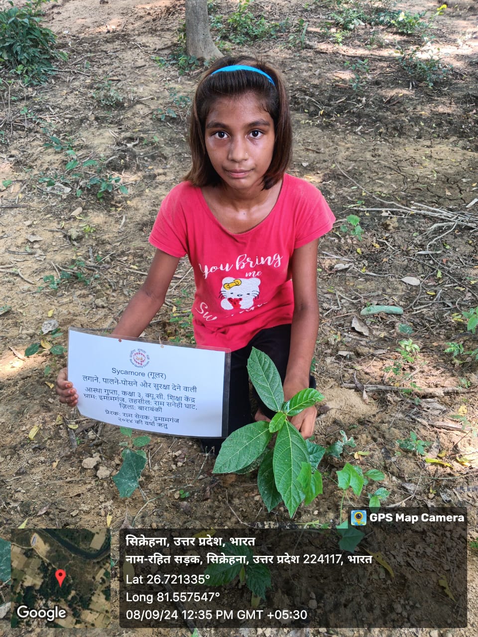 Sycamore (गूलर) Tree Taken Care By: Astha Gupta