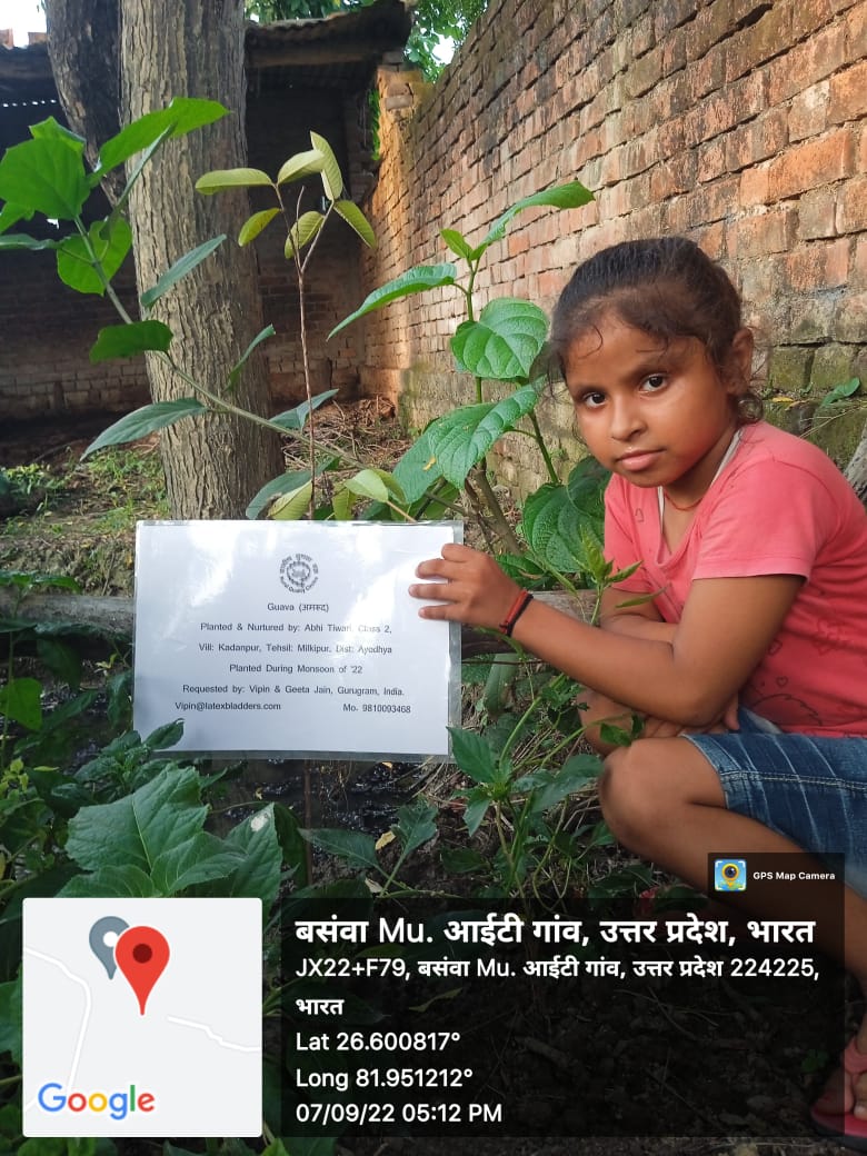 Guava (अमरूद) Tree Taken Care By: Abhi Tiwari