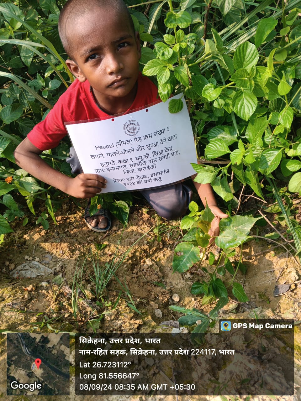 Peepal (पीपल) Tree Taken Care By: Hanumante