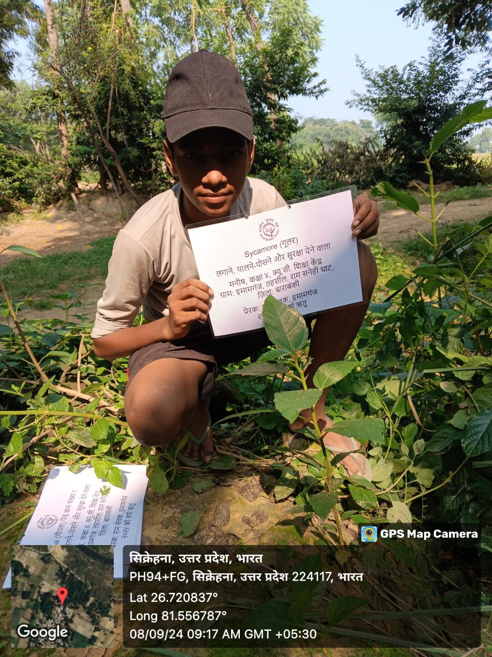 Sycamore (गूलर) Tree Taken Care By: Manish