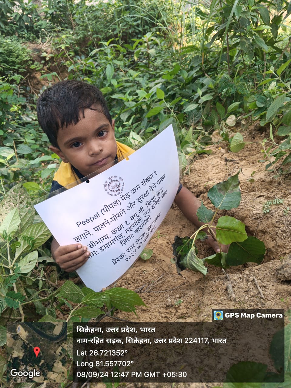 Peepal (पीपल) Tree Taken Care By: Saubhagya