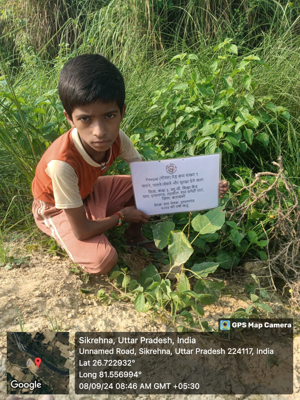 Peepal (पीपल) Tree Taken Care By: Shiva