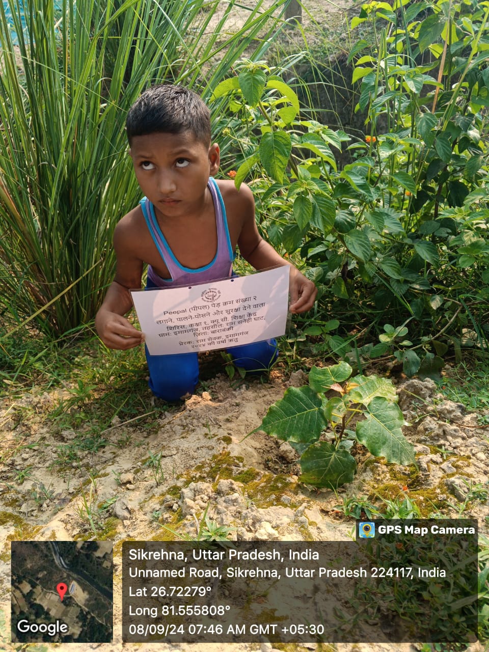 Peepal (पीपल) Tree Taken Care By: Sirish