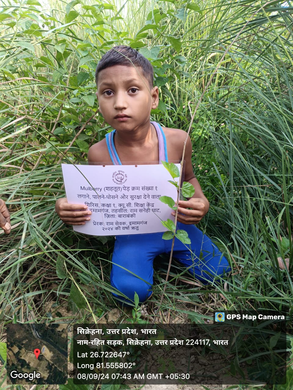 Mulberry (शहतूत) Tree Taken Care By: Sirish