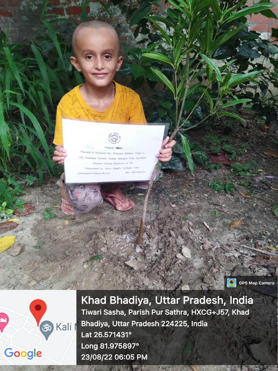Mango (आम) Tree Taken Care By: Shaurya Mishra