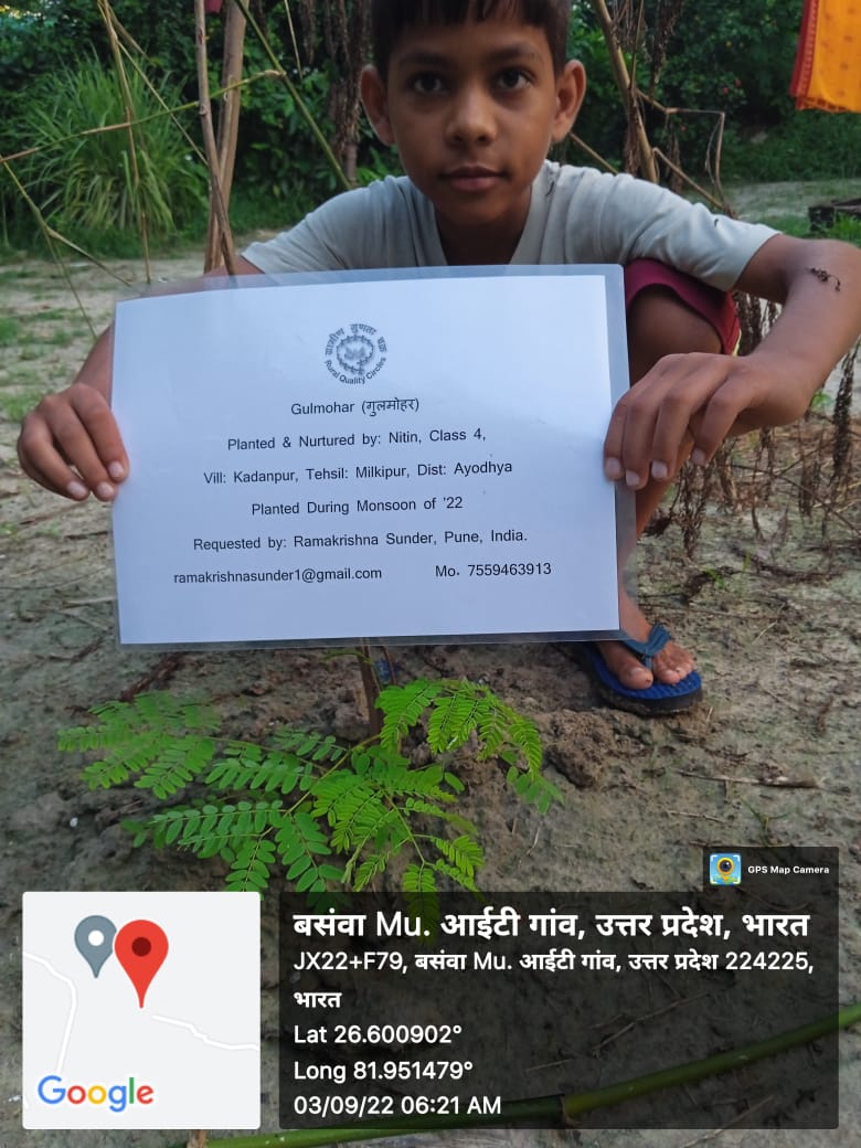 Gulmohar (गुलमोहर) Tree Taken Care By: Nitin