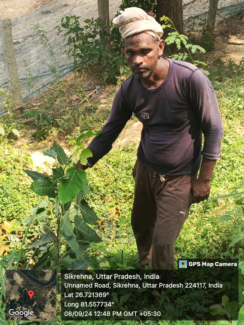 Peepal (पीपल) Tree Taken Care By: Ram Sevak