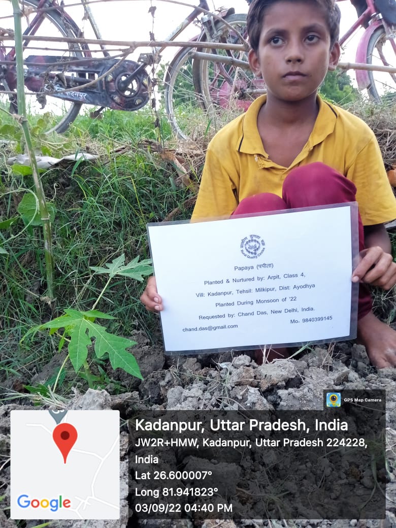 Papaya (पपीता) Tree Taken Care By: Arpit