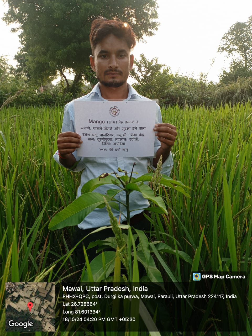 Mango (आम) Tree Taken Care By: Ramesh Chand