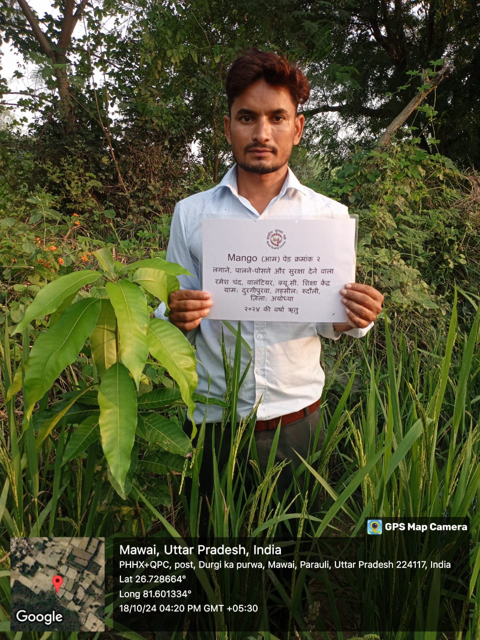 Mango (आम) Tree Taken Care By: Ramesh Chand