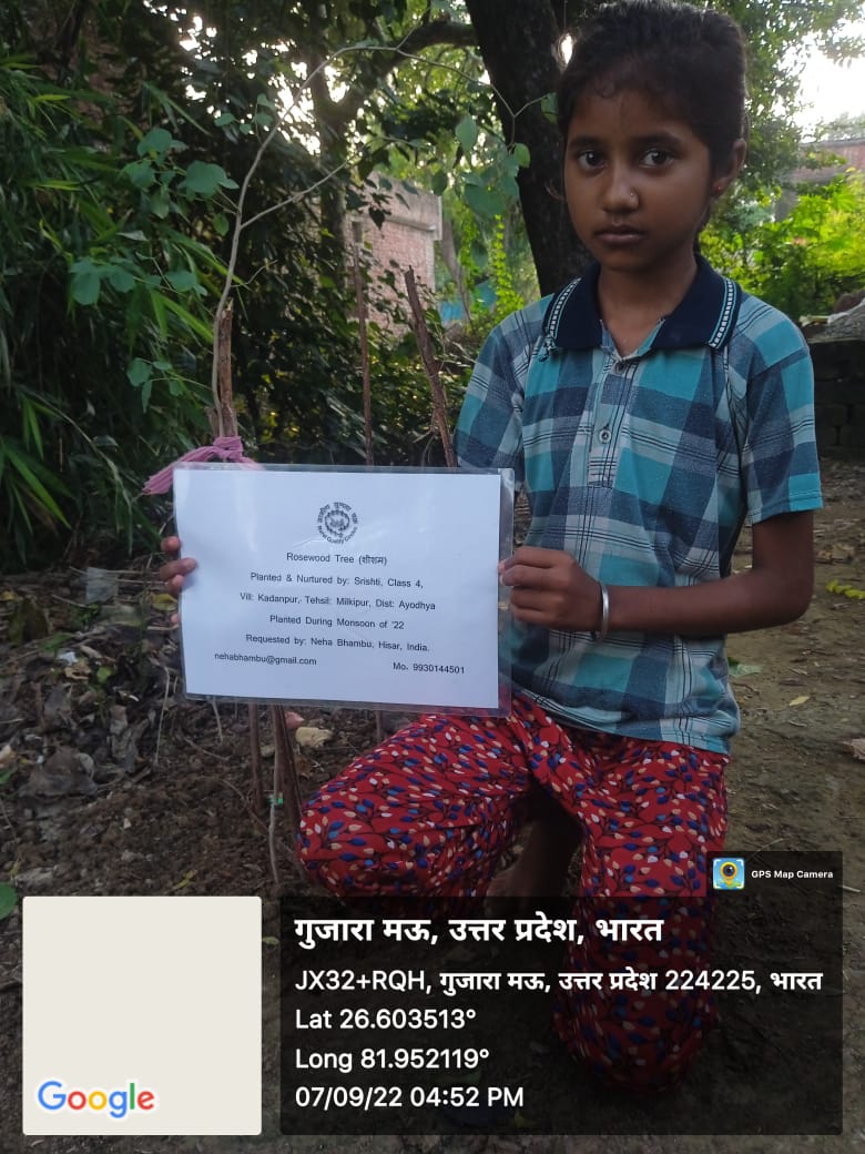 Rosewood Tree (शीशम) Tree Taken Care By: Srishti