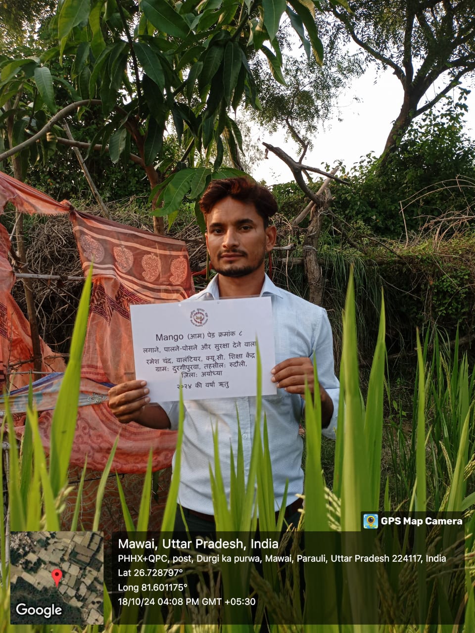 Mango (आम) Tree Taken Care By: Ramesh Chand
