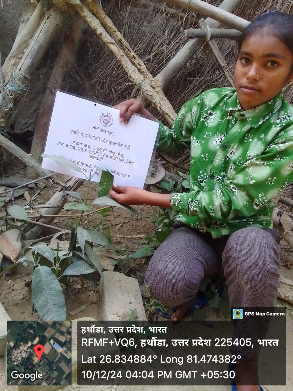 Mango (आम) Tree Taken Care By: Anita