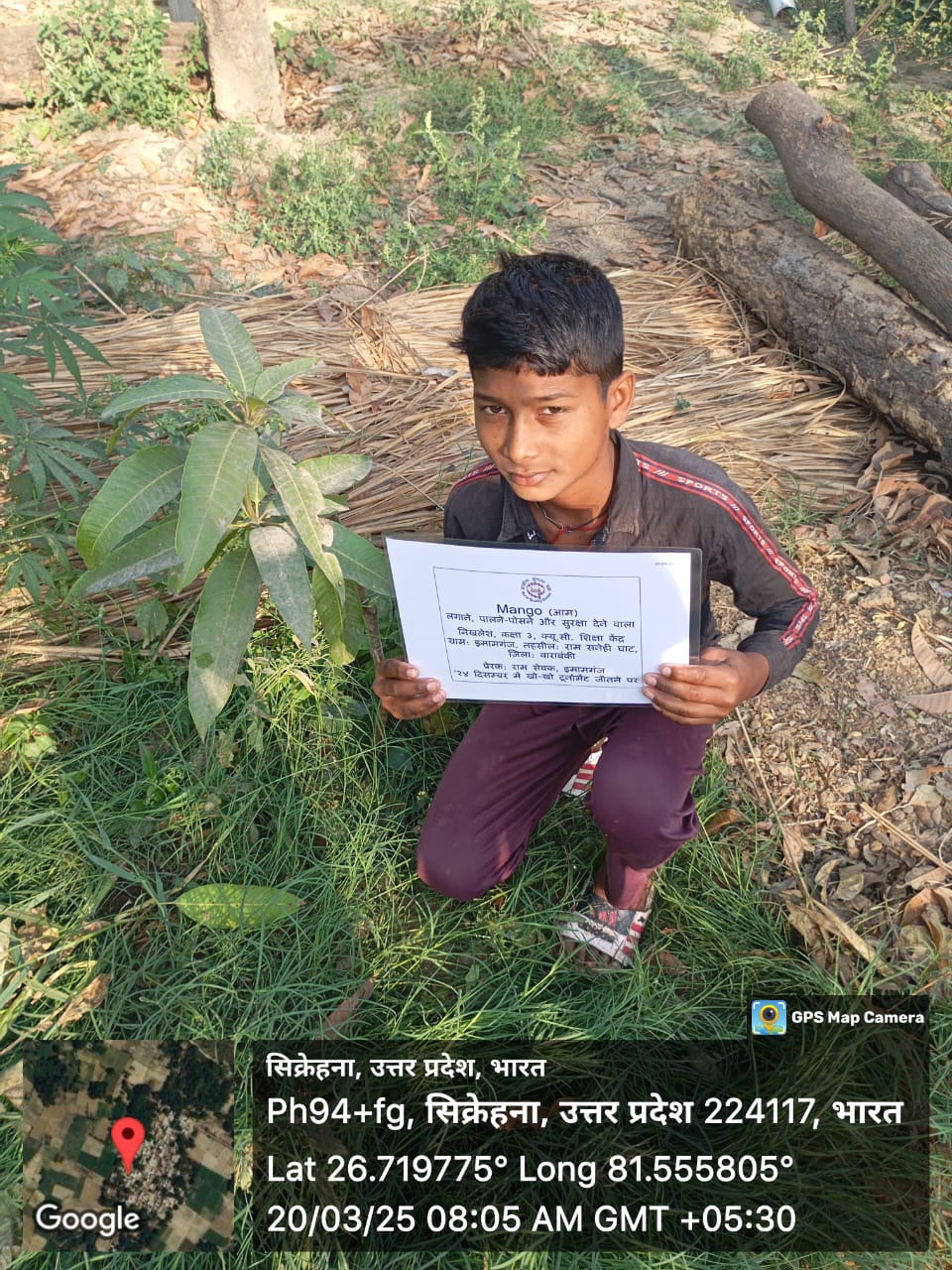 Mango (आम) Tree Taken Care By: Mithilesh