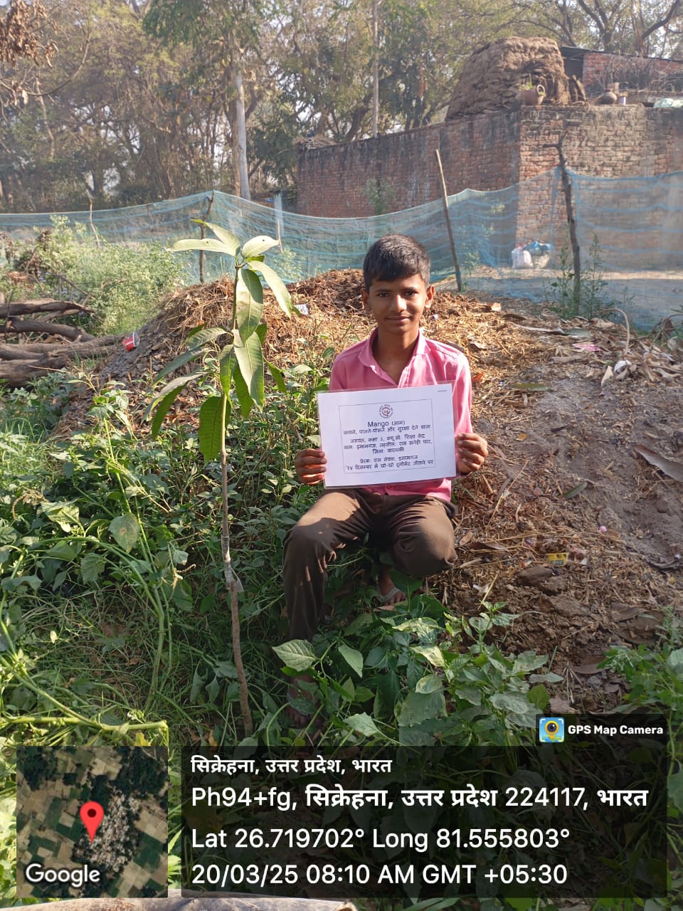 Mango (आम) Tree Taken Care By: Jaswant