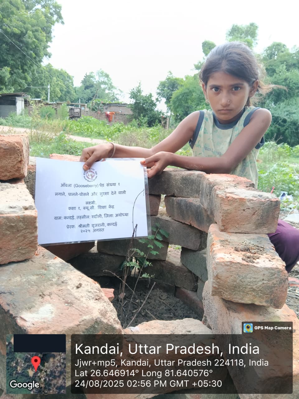 Gooseberry Phyllanthus Emblica (आंवला) Tree Taken Care By: LAKSHMI