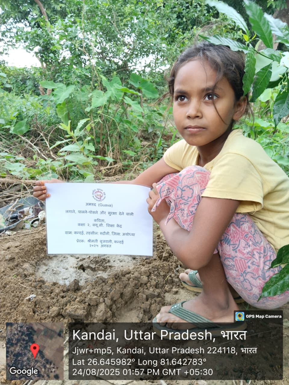 Guava (अमरूद) Tree Taken Care By: KAVITA