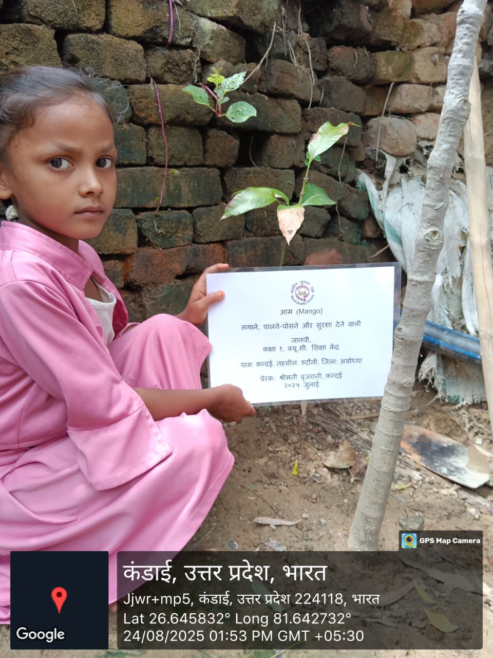 Mango (आम) Tree Taken Care By: JHANVI