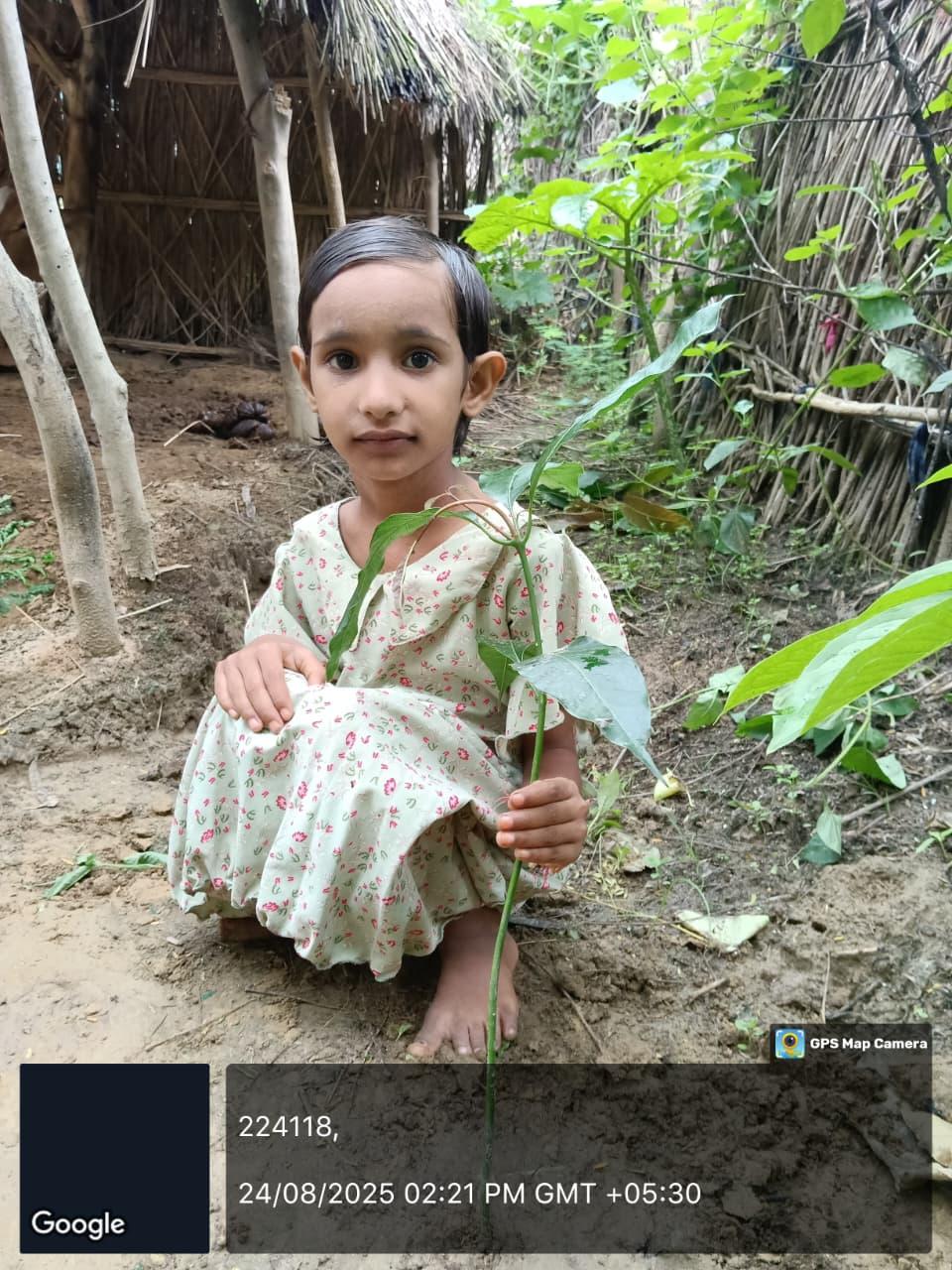 Mango (आम) Tree Taken Care By: SHIVANSHI