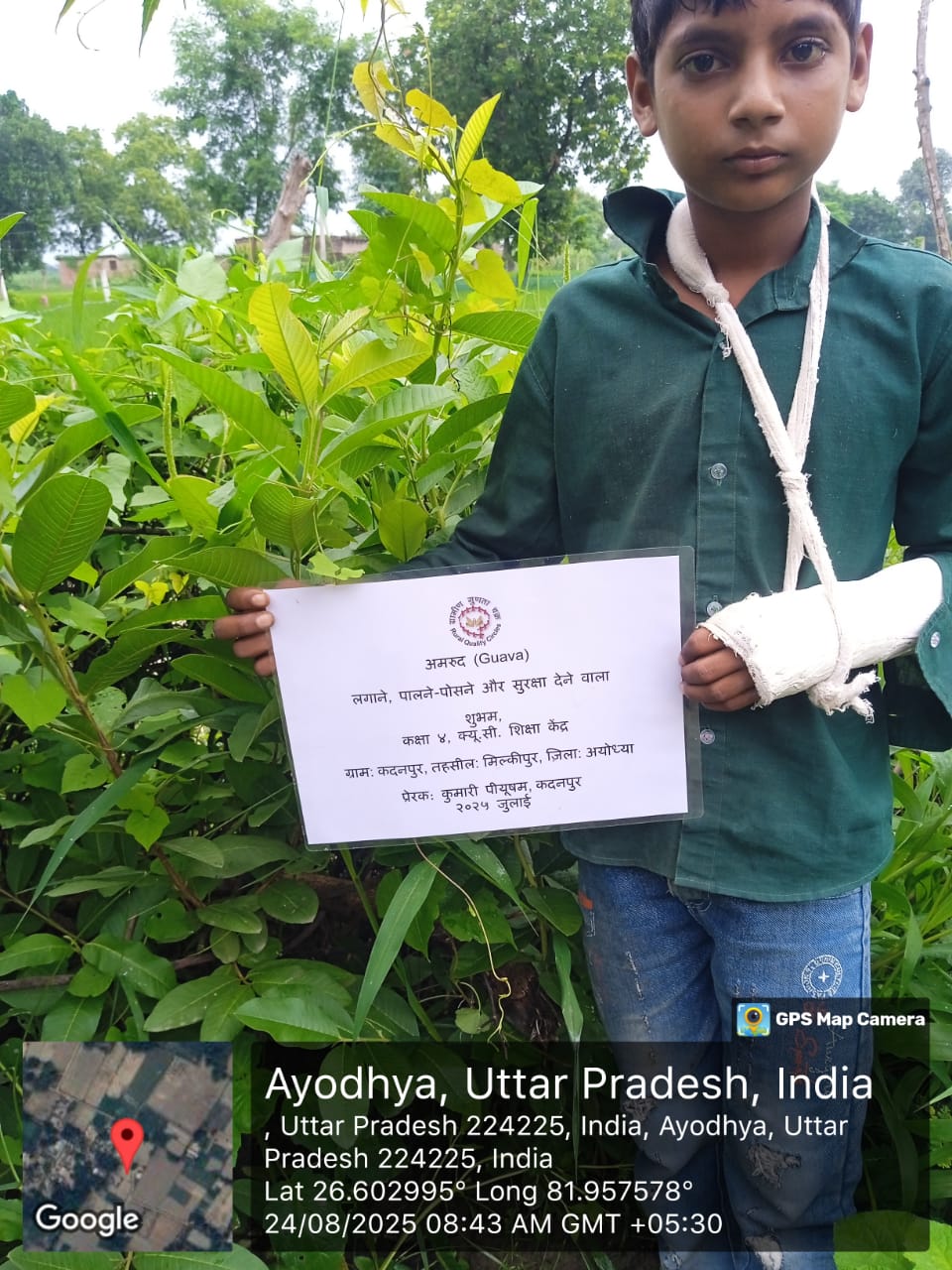 Guava (अमरूद) Tree Taken Care By: Shubham